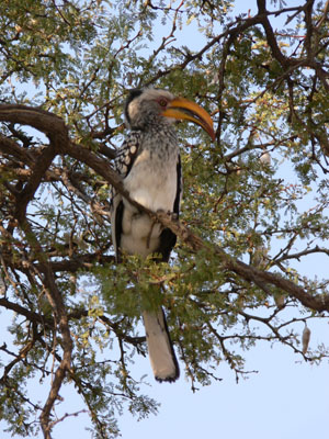 Hornbill, Botswana